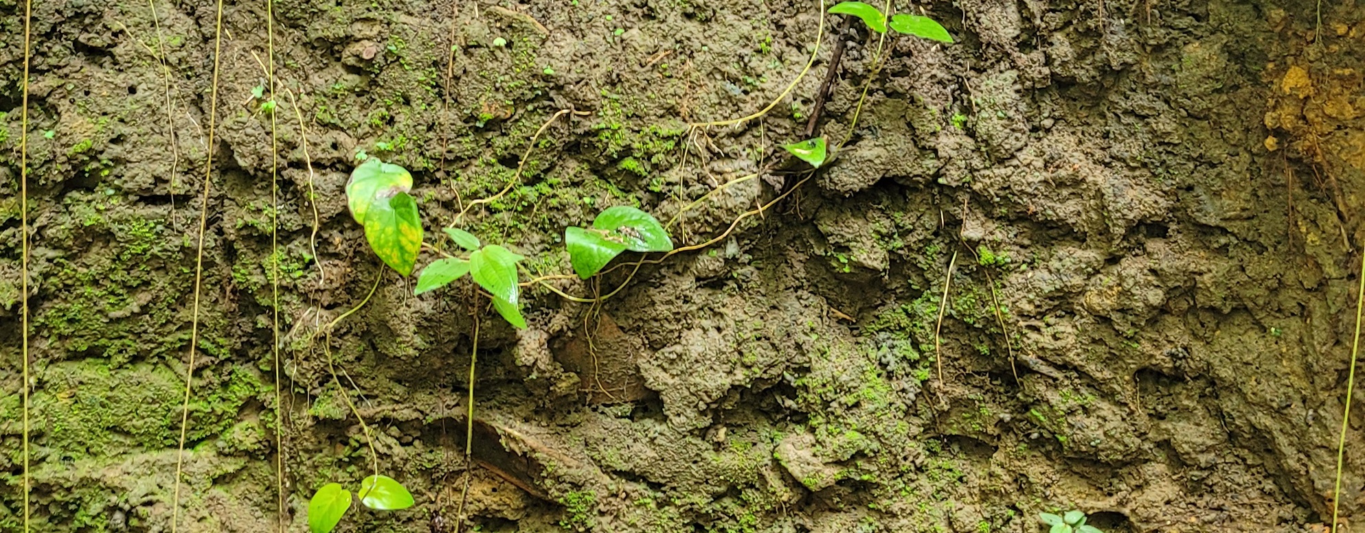 Tropical Rainforests: Earths Lungs, Our Lifeline