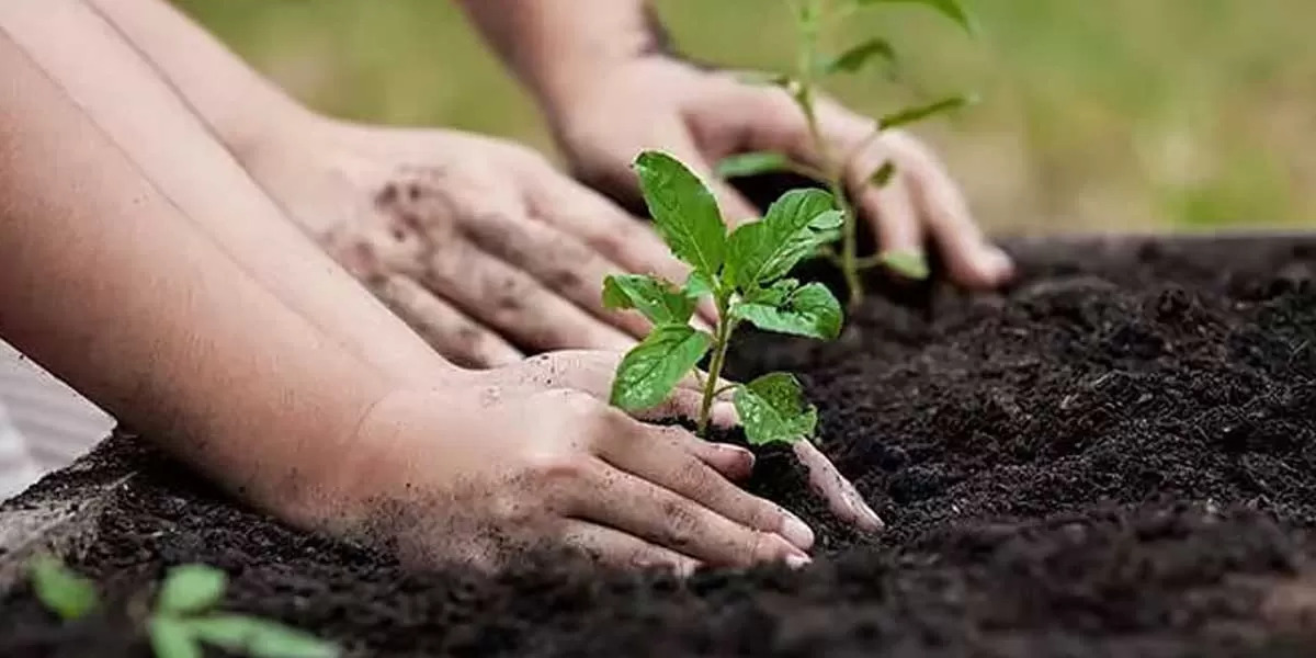 GREEN AGAIN: THE POWER OF RE-FORESTATION IN INDIA