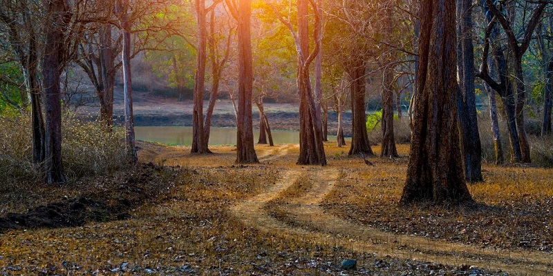 Evolving Government Approaches to Forest Conservation in India: Past, Present, and Future